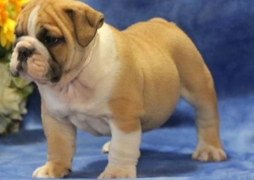 english bulldog for sale