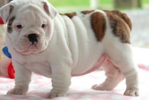 english bulldog for sale