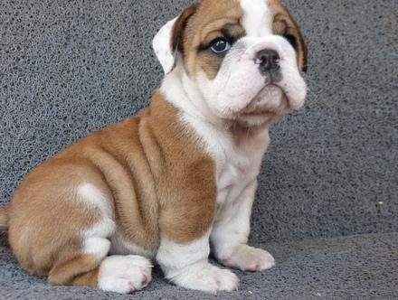 (***) *** - ***1 Pedigree English Bulldogs