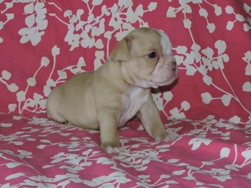 powerfull english bulldog for good homes