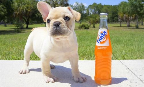 Healthy 12 weeks old French bulldog puppies
