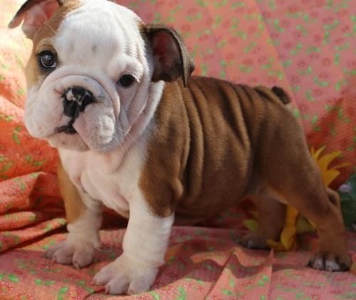 male and female English bulldog puppies