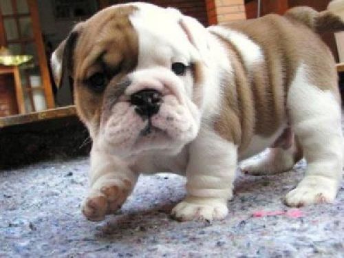 Cute male and female English Bulldog