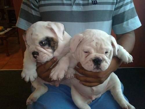 Quality Englishs bulldogs puppies