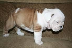 Quality English Bulldog Puppies