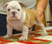 Cute English Bulldog Puppies