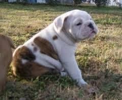 Akc English Bulldog Puppies Message