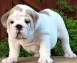 Tamped English Bulldog Puppies