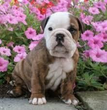 Top Quality Akc English Bulldog Puppy