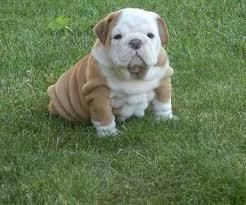Male And Female Cute English Bulldog Puppies