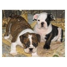 English Bulldog Puppies Ready