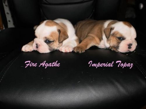 Sweat English Bulldog puppies