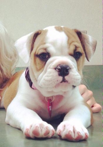 best English bull dogs