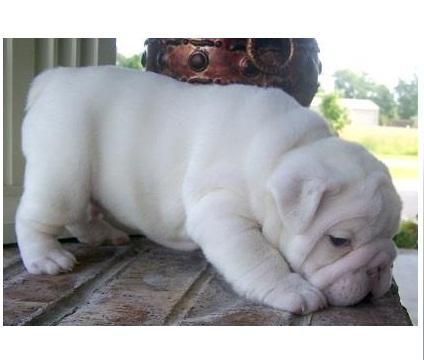 Sweet Male And Female English Bulldog Puppies