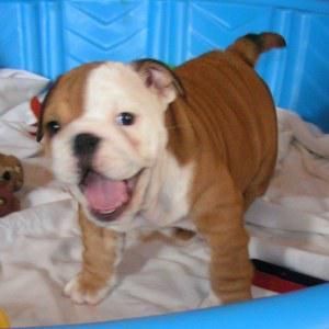 Adorable English bulldog puppy for free adoption