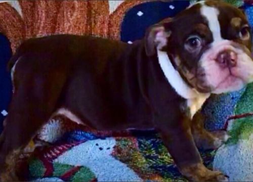 AKC Dark Chocolate-Tri