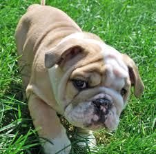 English Bulldog pups waiting for you !