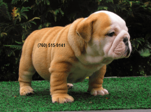 # English bulldog puppies for rehoming