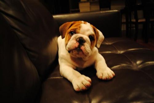 Akc Male English Bulldog Puppy For Adoption