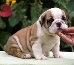 English Bulldog *** Puppies For Sale
