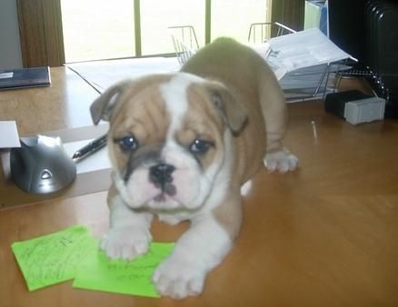 English bulldog Puppies Ready