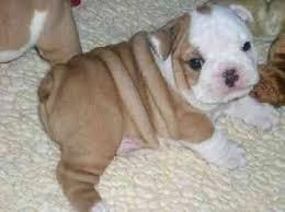 Paws - English Bulldog Male