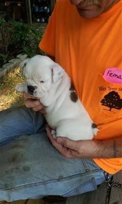 English Bulldog Puppies available