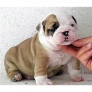 Affectionate English Bulldog Puppies r