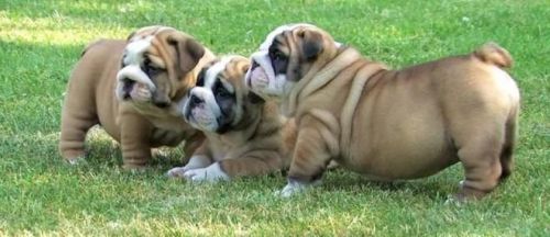Excellent bulldog puppies for adoption