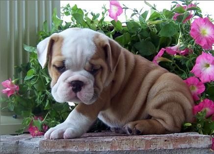 Healthy English Bulldog