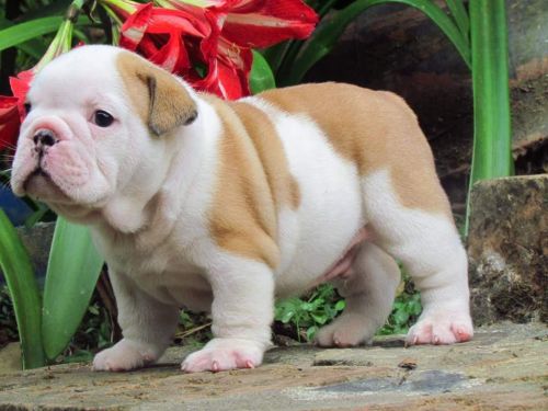 birthday Gift English bulldog puppies dont miss.