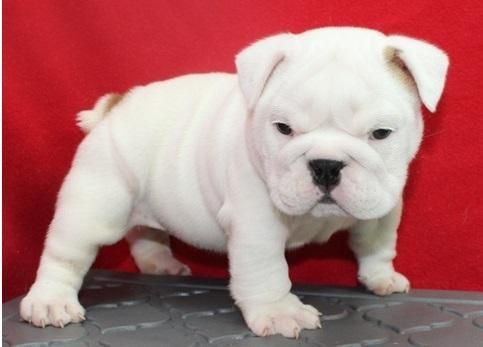 English bulldog puppies