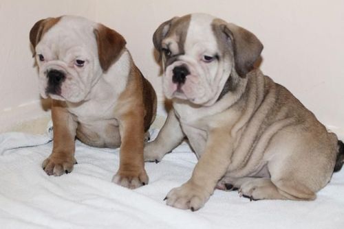 Lovely English Bulldog Puppies