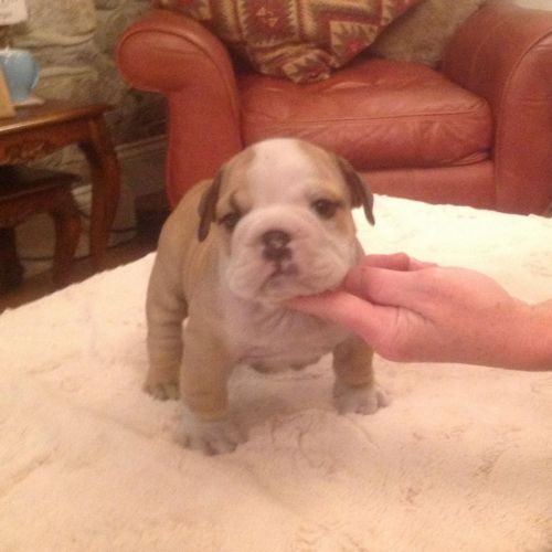 Male and Female English Bulldog puppies