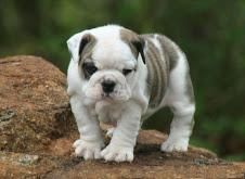 Jovial quality English bulldog puppies