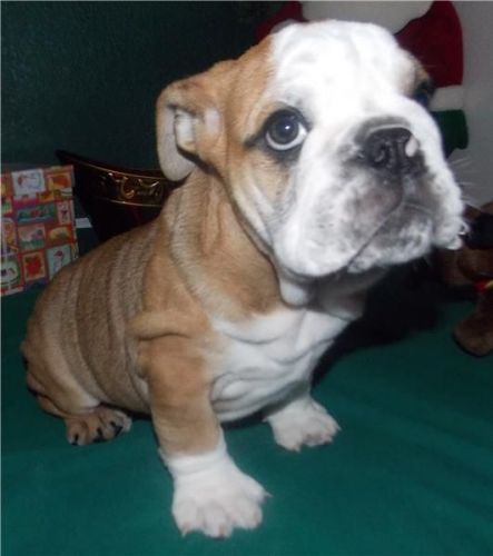 Gorgeous English Bulldog puppies available