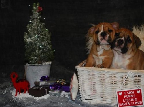 Male And Female English Bulldog For Adoption