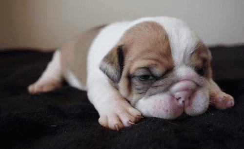 AKc English Bulldog