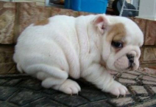 Fabulous English Bulldog Puppies For A Good Home .