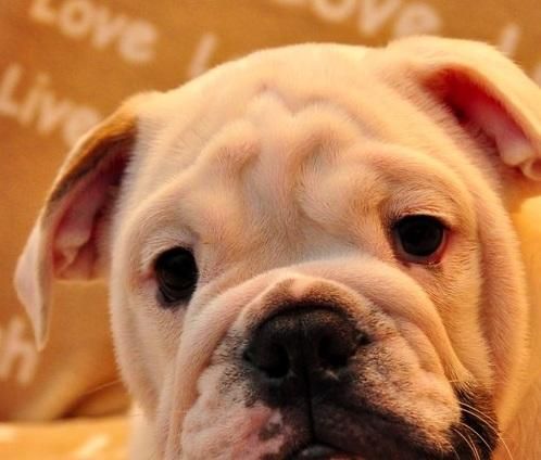 AKC Champion bloodline English bulldogs