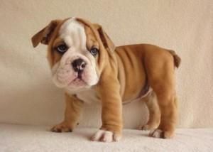 House Raised English Bulldog Pups