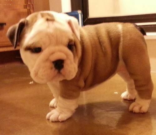 English bulldog puppies ready for adoption