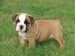 **amazing English Bulldog*** Text (***) ***-***6