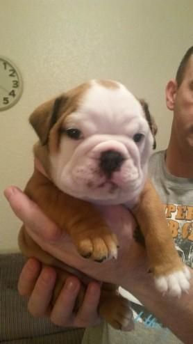 English Bulldogs for Rehoming