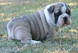 Lovely English Bulldog Puppies Text (***) ***-***5