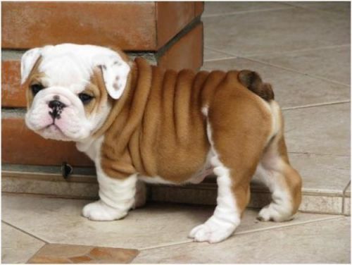 English bulldog puppies for sale