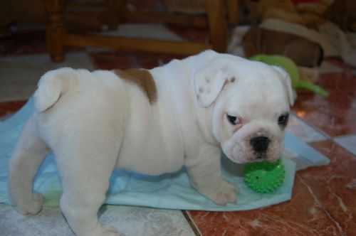 Reg. English Bulldog Pups Ready Now