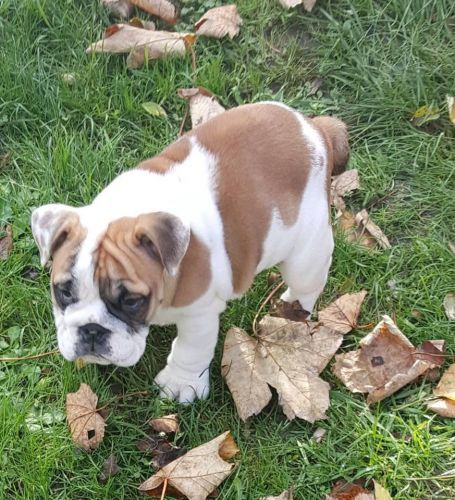Pedigree English bulldogs