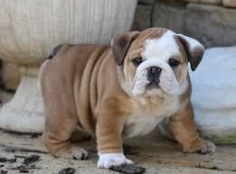 Lovely Bulldog Puppy For Adoption (***) ***-***5