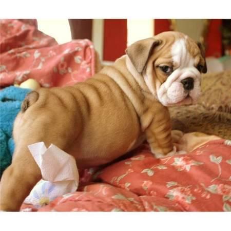English Bulldog Puppy For Adoption ***) ***-***2
